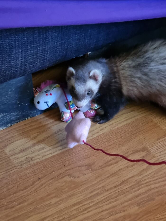 Meeko The Ferret