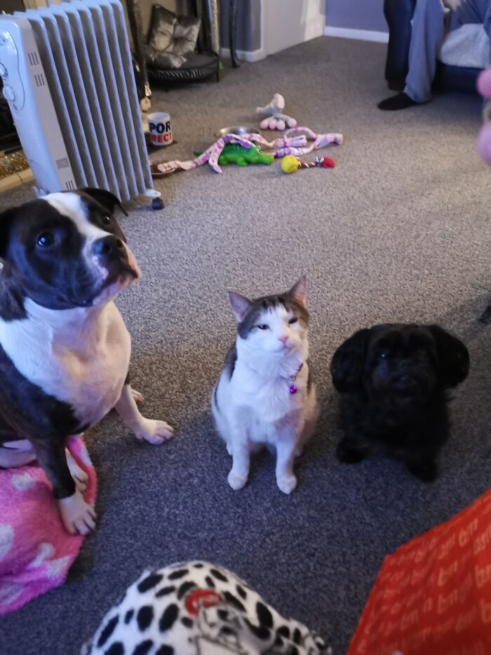 Sitting Pretty🐾💖