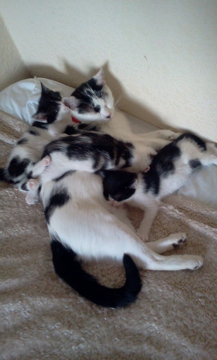 Tinkerbell And Babys 🐾💖