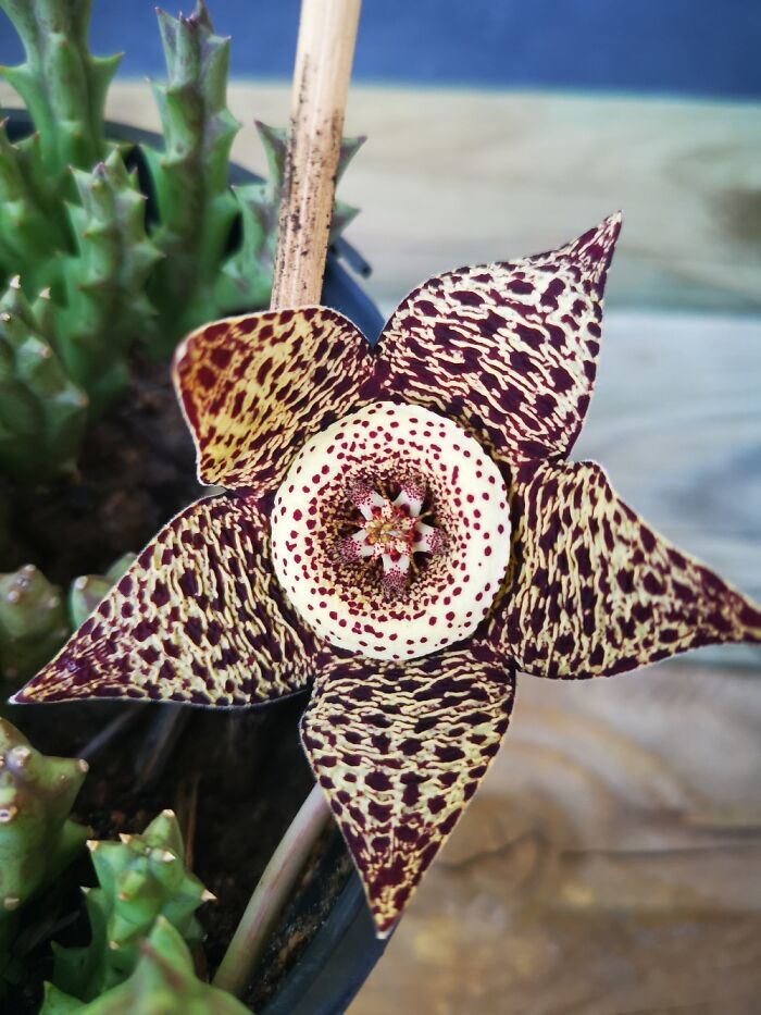 My Very First Carrion Flower!