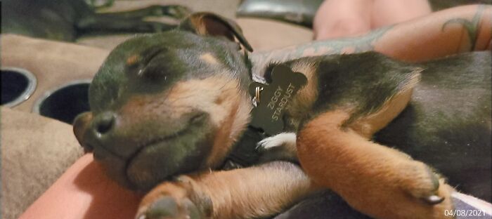 9 Week Old Chiuauah. Meet Ziggy Stardust!