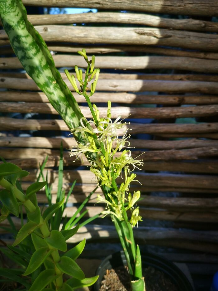 Mother In Laws Tongue Frikking Flowering!! It's Actually A Very Rare Occurrence.