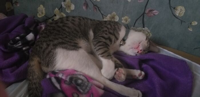 My Mao... My Rescued Cat, But He Actually Saved Me