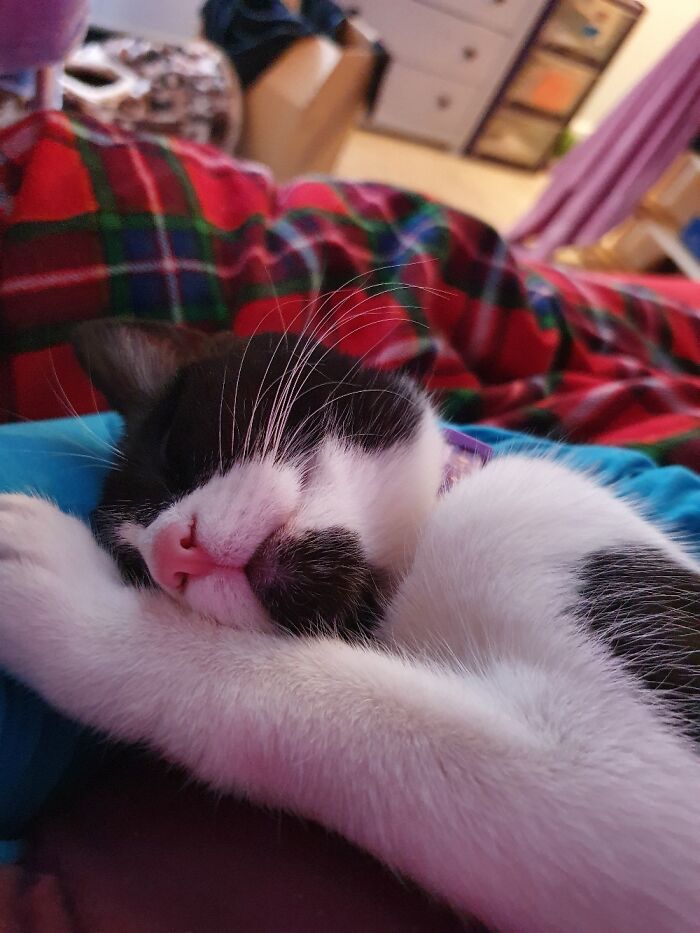 This Is Minerva Smiling In Her Sleep And Showing Off Her Long Whiskers