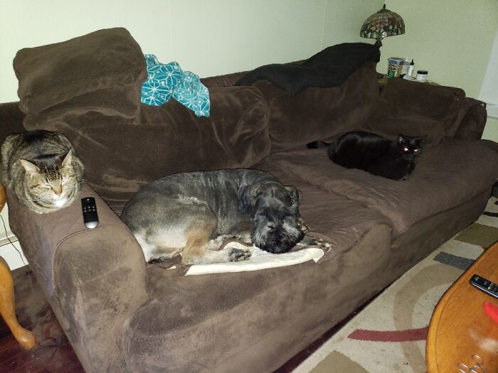 Oliver, Charlie Mae & Harley Quinn. Never Can Get All 3 In The Same Picture