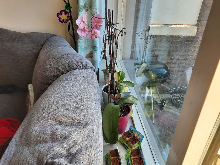 Moestuintjes And Orchids