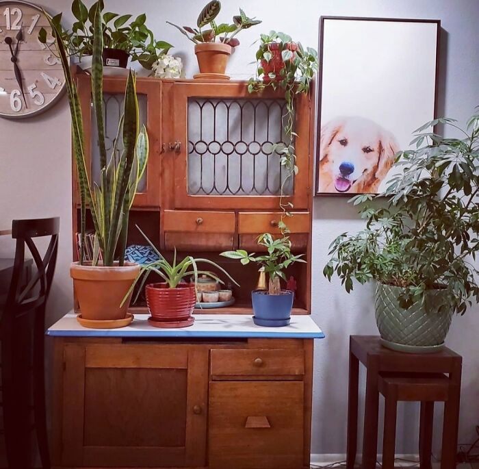 Here Are A Few! Most Of Them Are Rescues. 🌱❤