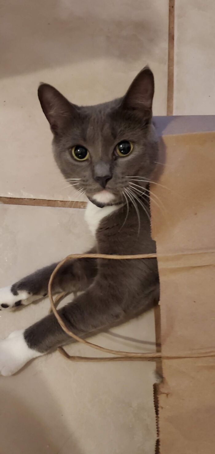 Tomi Jumped Into Our Backyard And Our Hearts!