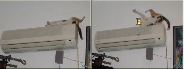 cat_ac_off_and_ac_on-60651c5d8871c.jpg