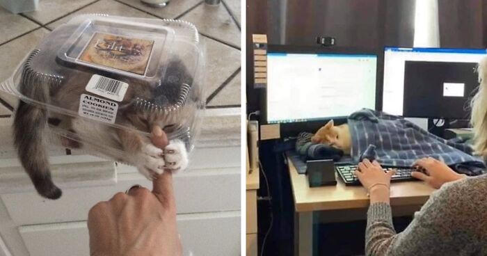 40 Pics Of Cats In Places They Shouldn’t Be, But They Are Because They Can, Shared By This Twitter Account