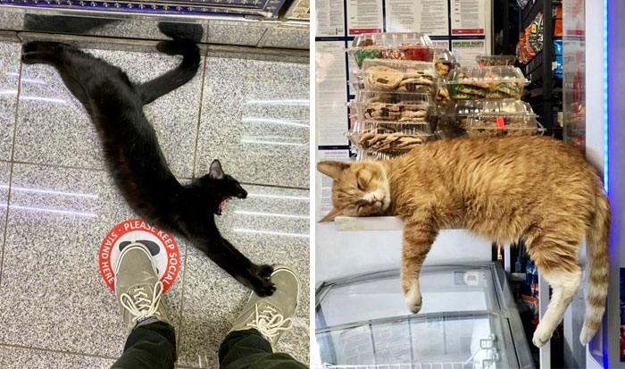 Esta cuenta de Twitter colecciona fotos de gatos en tiendecitas actuando como si fueran los dueños (50 fotos nuevas)