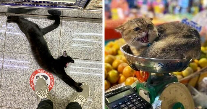 This Twitter Account Collects Photos Of Cats In Small Shops Looking Like They Own The Place (50 New Pics)