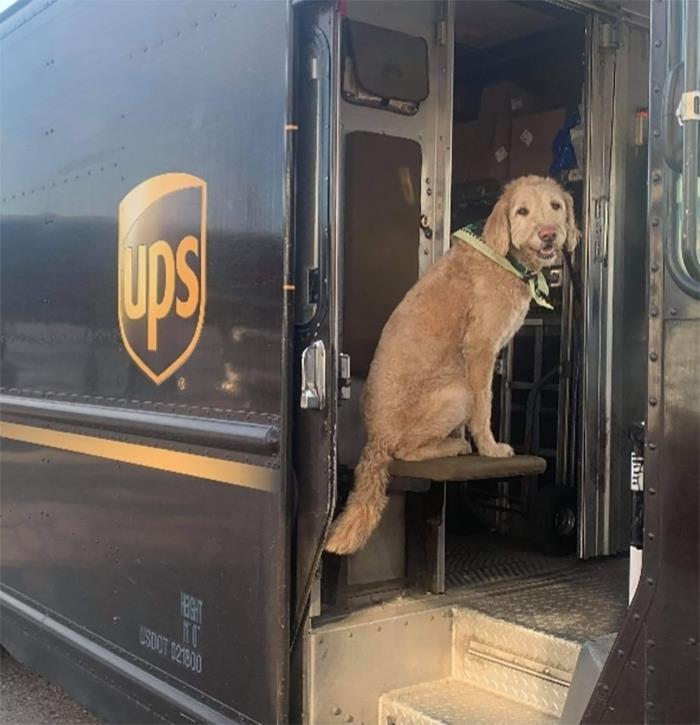 UPS-Delivery-Driver-Meets-Dogs