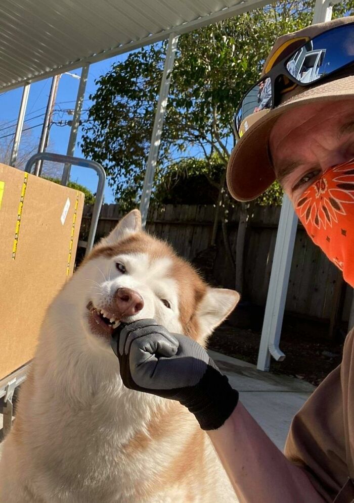 UPS-Delivery-Driver-Meets-Dogs