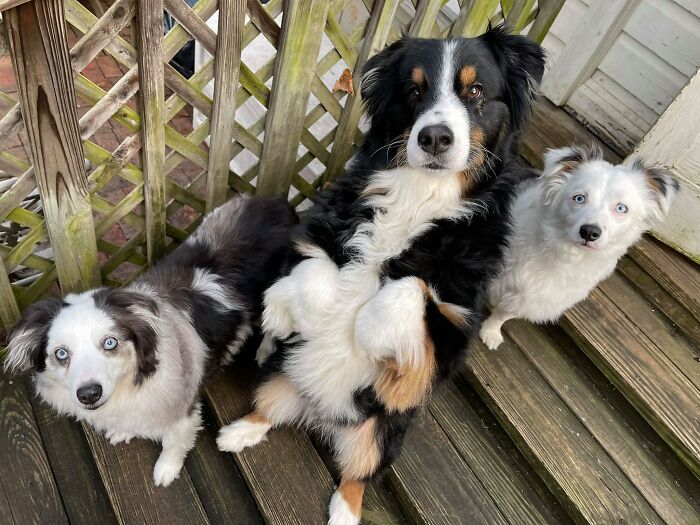 UPS-Delivery-Driver-Meets-Dogs