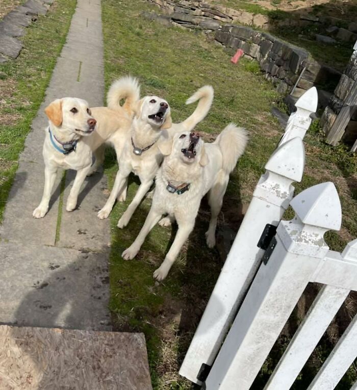 UPS-Delivery-Driver-Meets-Dogs