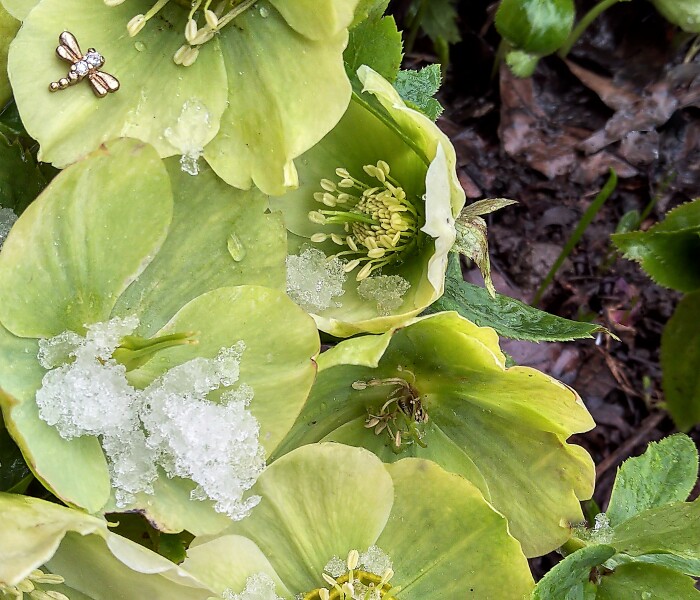 Hey Pandas, Post A Photo Of Spring Flowers That Suddenly Appeared Under The Snow (Closed)