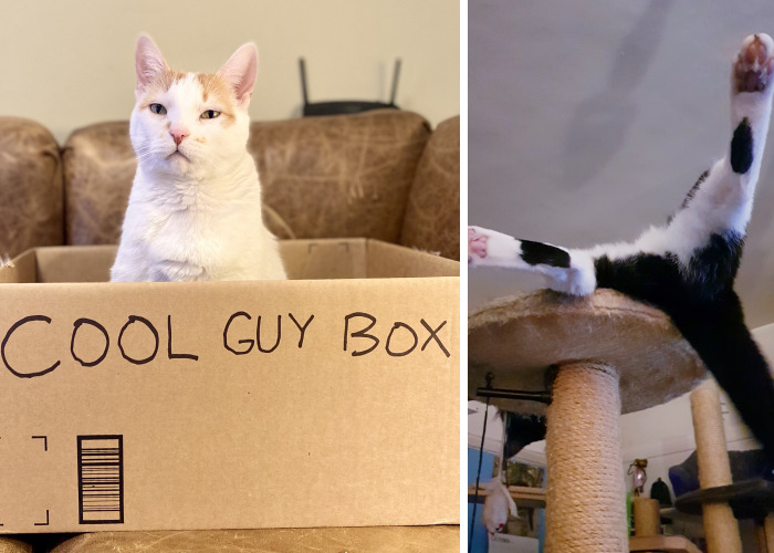 Hey Pandas, Post The Funniest Pic Of Your Pet (Closed)