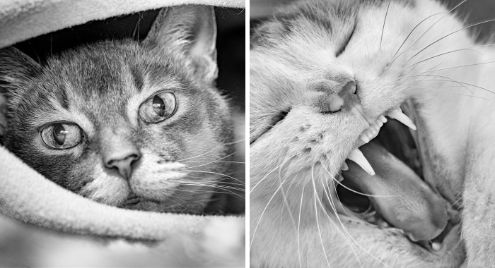 There Aren’t Enough Black And White Photographs Of Cats, Nor Can There Be, So Here Are Mine