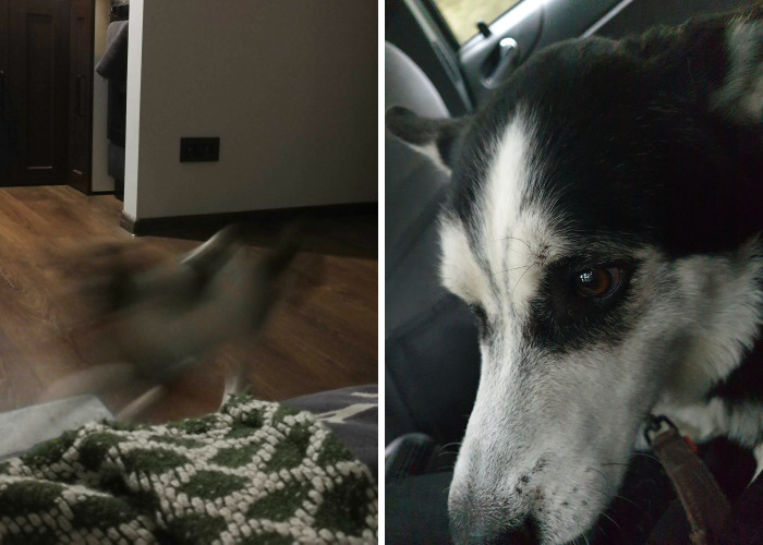 Hey Pandas, What’s The Worst Picture You’ve Taken Of An Animal? (Closed)