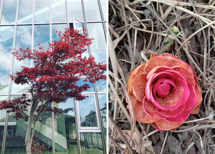 Hey Pandas, Post A Photo You Took That Looks Like A Professional Wallpaper Or Background (Closed)