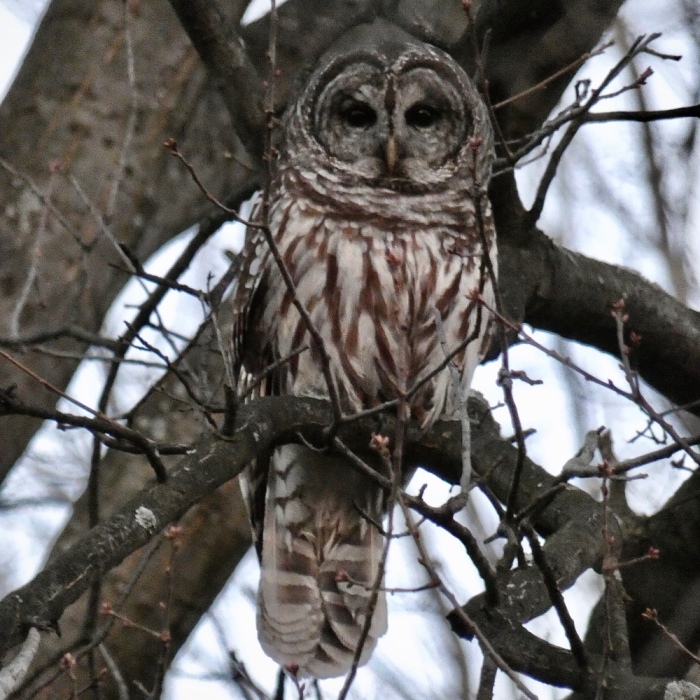 Hey Pandas, Show Your Owl Photos (Closed)