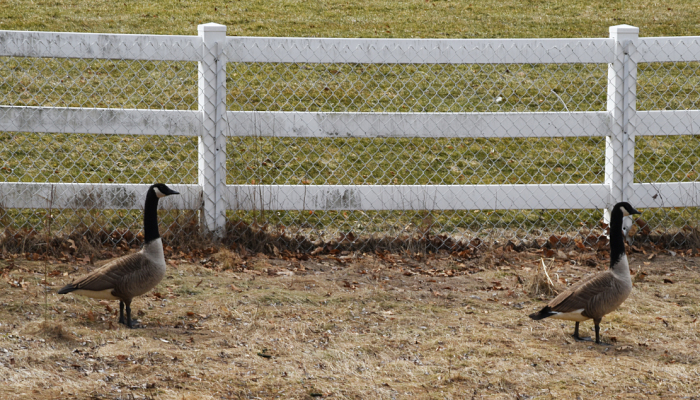 Hey Pandas, Show Us Your Photos Of Animals That Are Better At Social Distancing Than People (Closed)