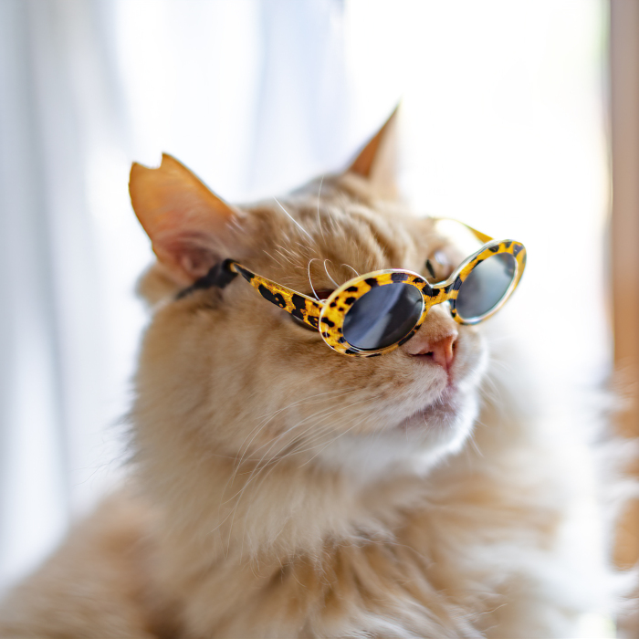 I Took Photos Of My Cats Wearing Glasses (10 Pics)