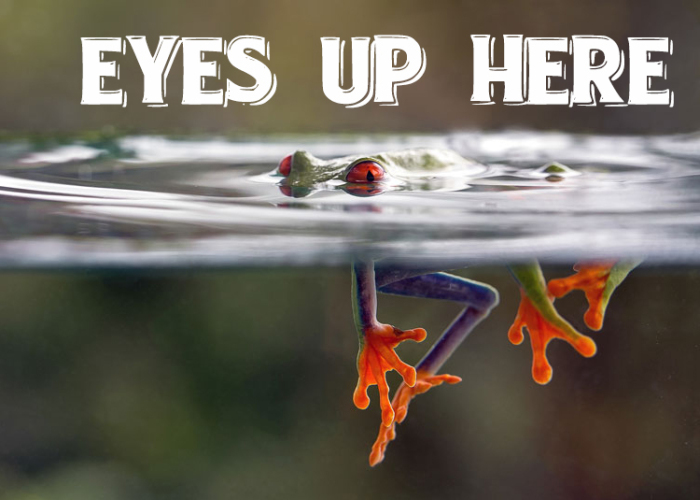 I Use Wildlife Photos From Photographers All Over The World To Create New Memes