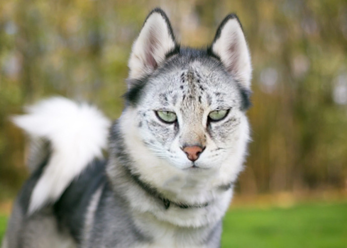 Hey Pandas, Make A Dog Have With A Cat Face (Closed)