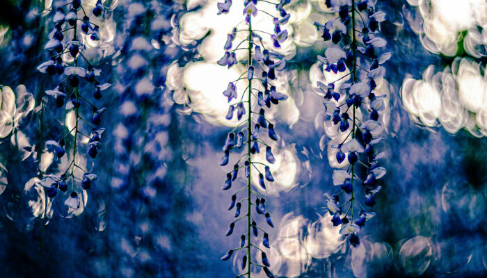 I Photographed Japanese Wisteria And Pictures Look Like Paintings
