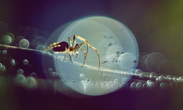 I Photograph Spiders And Their Beautiful Faces