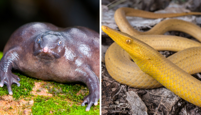 Here Are Some Of The Oddest Animals On Earth Collected By Me