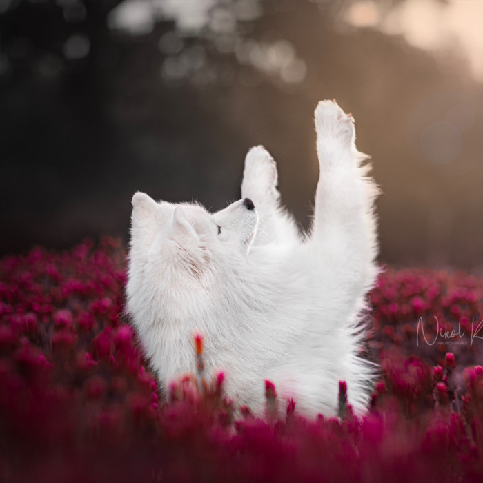 My Flower Power Dog Photos (10 Pics)