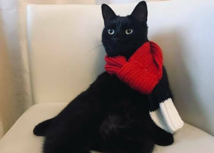 I Saved My Cat & Now She Saves Me Every Day (29 Pics)