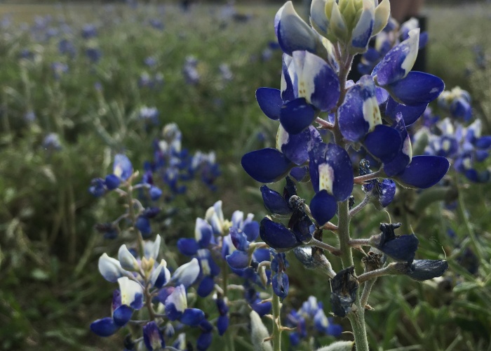 Hey Pandas, Post A Picture Of Your Flowers And Plants (Closed)