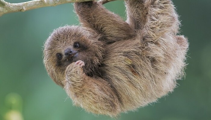 Hey Pandas, Post Your Favorite Picture Of Your Favorite Animal (Closed)