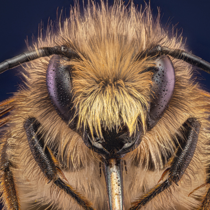 Some Insects Portraits I Took