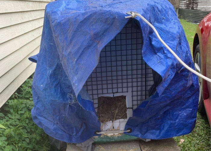 How I Saved The Strays From A Frozen Death With A Shelter Budget Of 0$