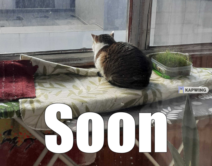 Hey Pandas, Turn A Pic Of Your Pet Into A Meme (Closed)