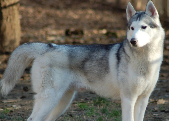 Hey Pandas, What’s The Weirdest Thing You Caught Your Pet Doing (Closed)