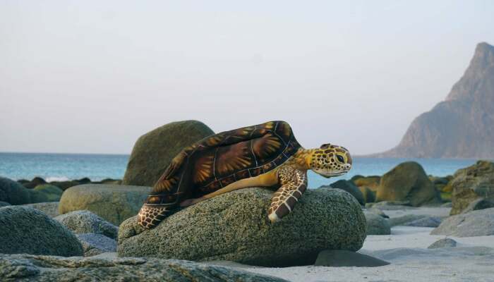 We Created The Memories Of “Sea Turtle”