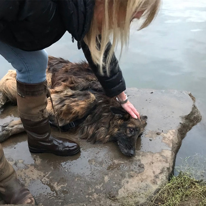German Shepherd Who Struggled For Hours Tied To A Rock In Freezing Water Got Rescued And Found A New Loving Family