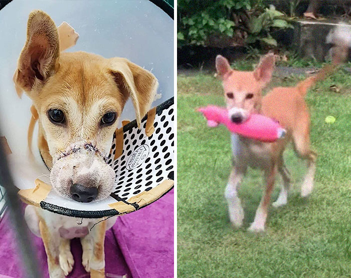 This Dog Ran Away From An Illegal Meat Farm In Bali, We Helped Her Heal And Found Her A Home