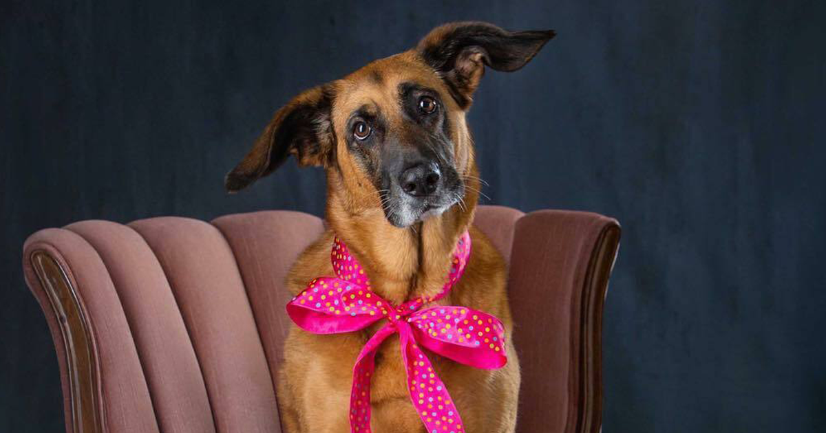 People Are In Love With This Rescue Dog That Looks Like Baby YodaPeople Are In Love With This Rescue Dog That Looks Like Baby Yoda