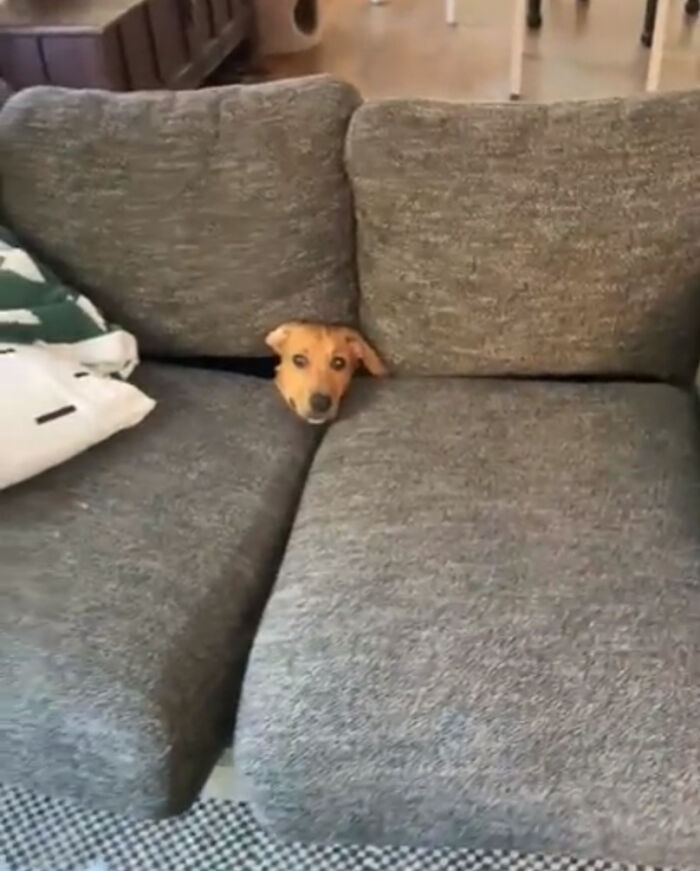 She’s Still Learning How To Use The Couch