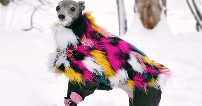 Gay Couple Dresses Up Their Italian Greyhound In Trendy Clothes, And She Has Become A Fashion Icon (71 Pics)