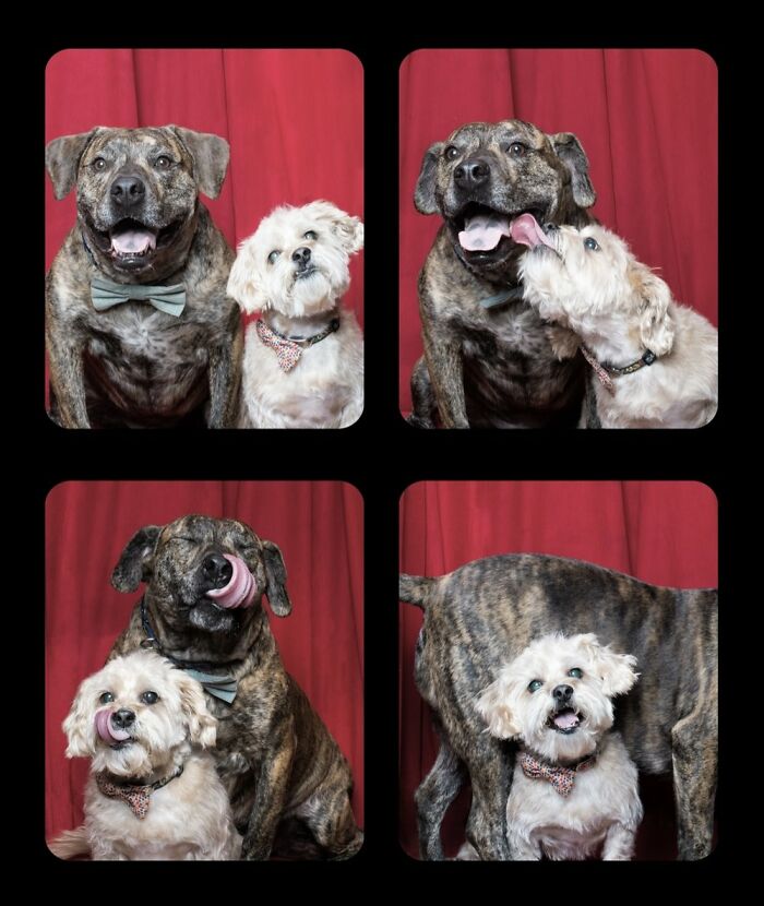Dogs-In-Photo-Booth-Lynn-Terry