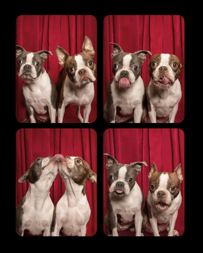 Dogs-In-Photo-Booth-Lynn-Terry