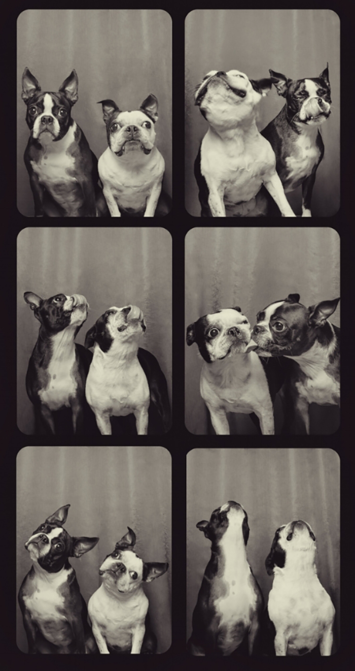 Dogs-In-Photo-Booth-Lynn-Terry